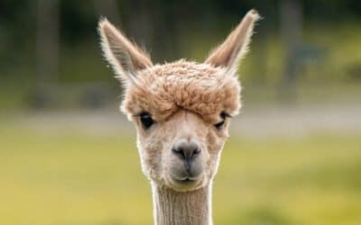 Llama, Llama, No Prob-Llama