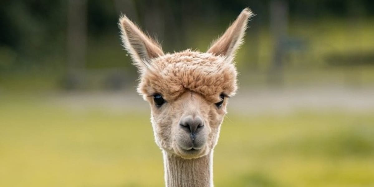 Amazing Animals - Llama